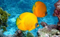 lemon-butterflyfish-380037